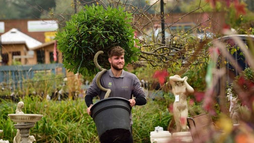 A member of staff carries a potted tree through the garden centre at Morden Hall Park, London, surrounded by plant benches of shrubs, plants and garden ornaments.
